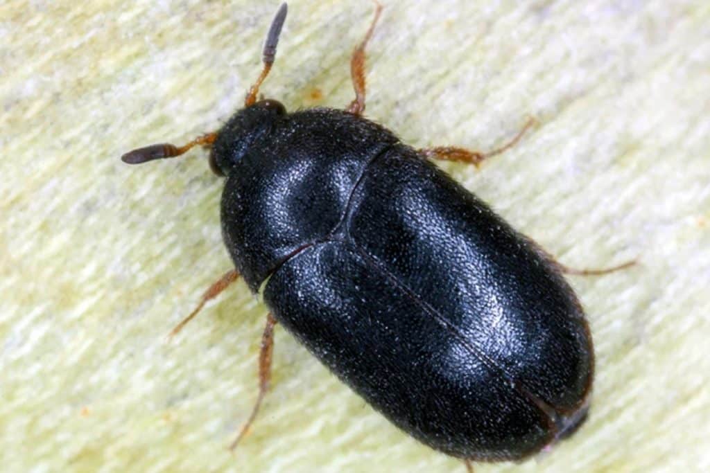7 Petits Insectes Noirs Comment les Identifier et Éliminer — free download