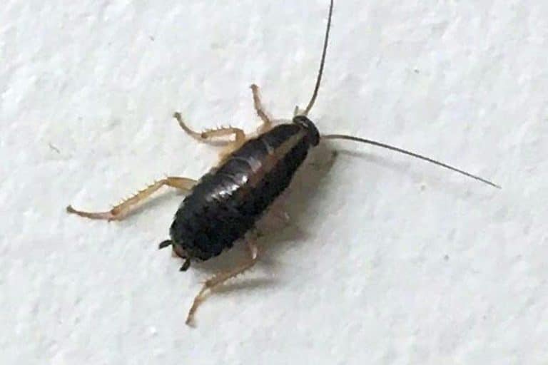 7 Petits Insectes Noirs Comment les Identifier et Éliminer — free download