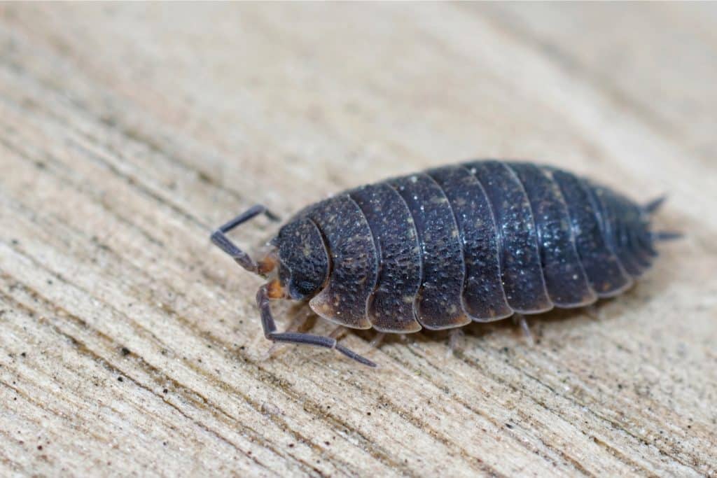 7 Petits Insectes Noirs Comment les Identifier et Éliminer — free download