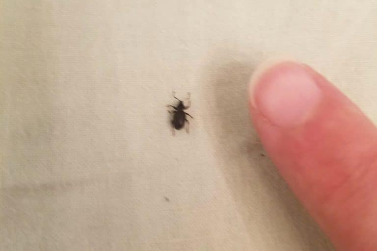 7 Petits Insectes Noirs : Comment les Identifier et Éliminer