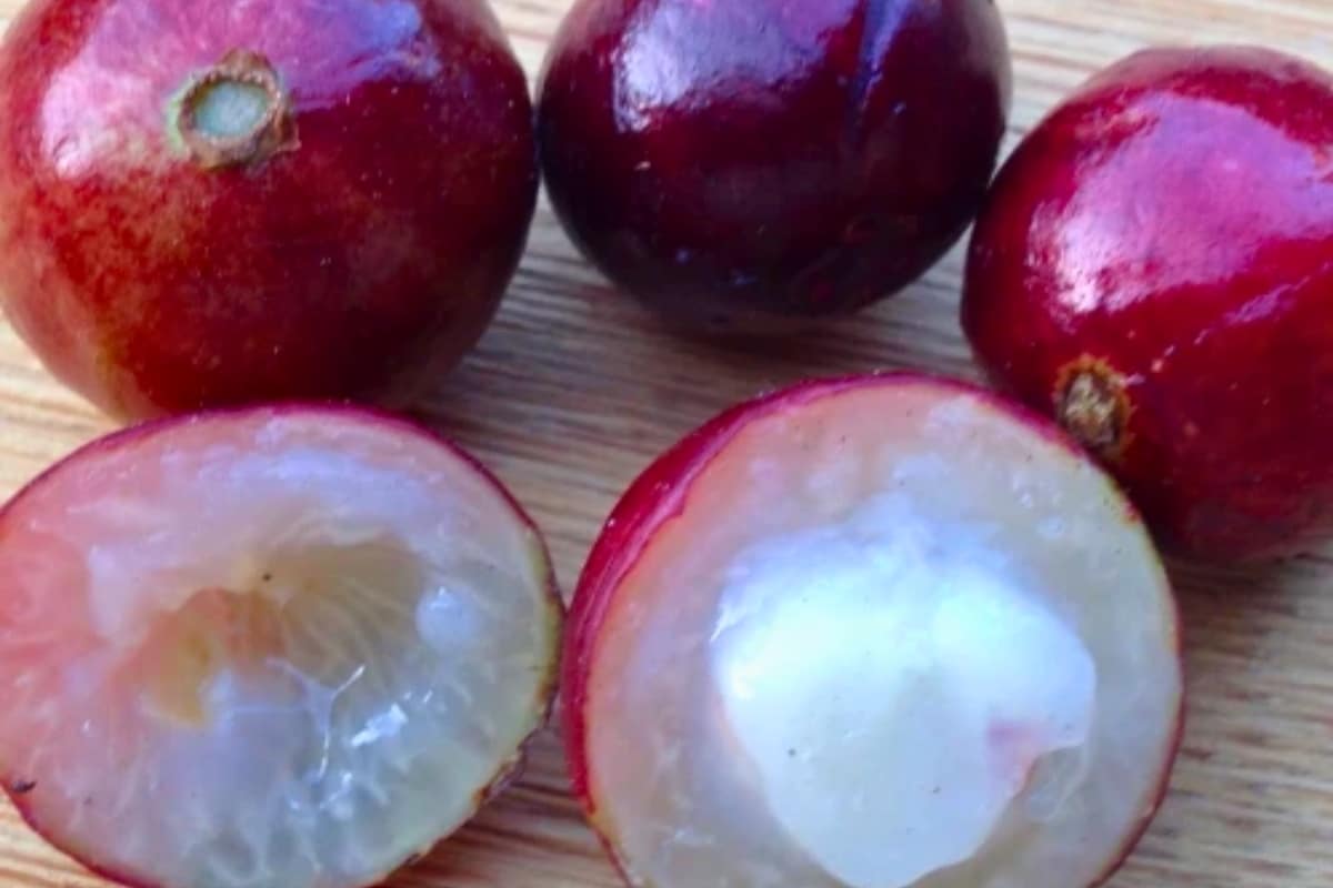 Jaboticaba Jaboticaba