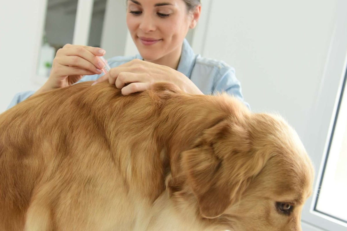 se-debarrasser-des-puces Anti puces sur chien